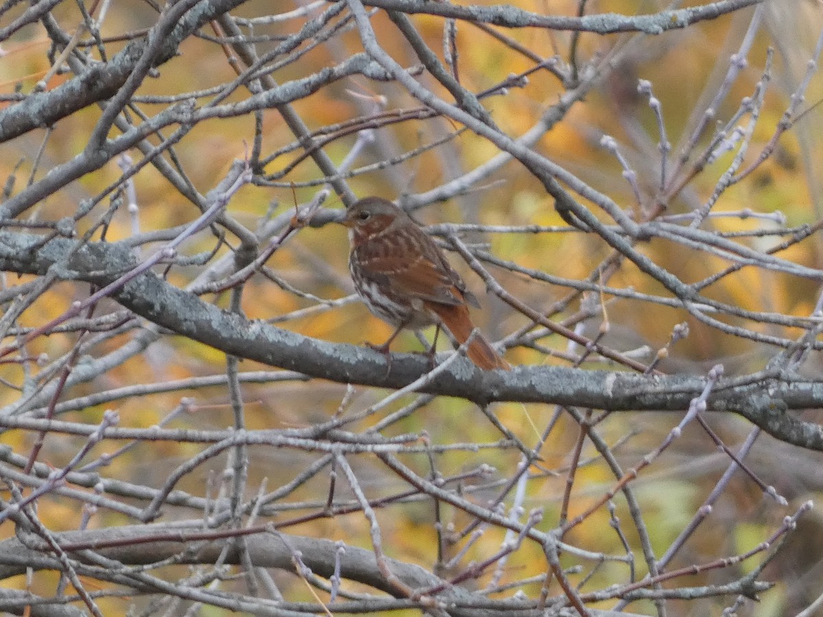 Fox Sparrow - ML644086812