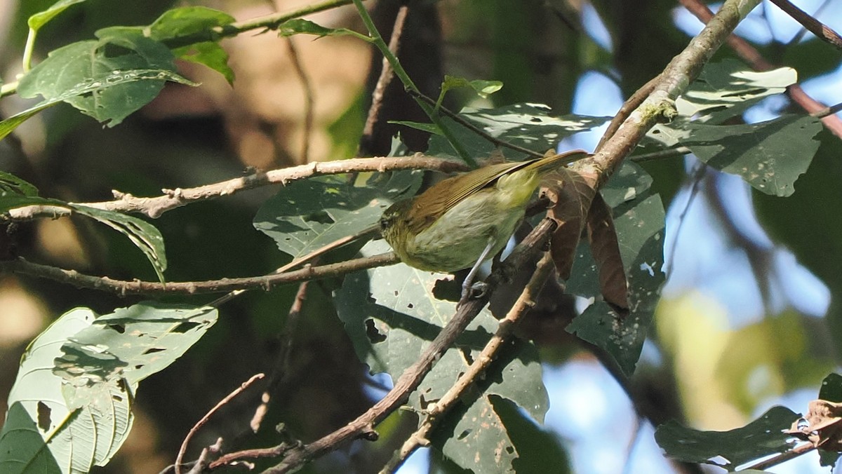 Sulawesi Leaf Warbler - ML644086819