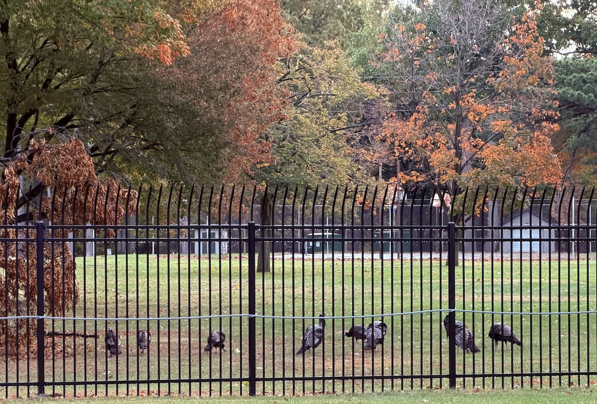 Wild Turkey - ML644086824