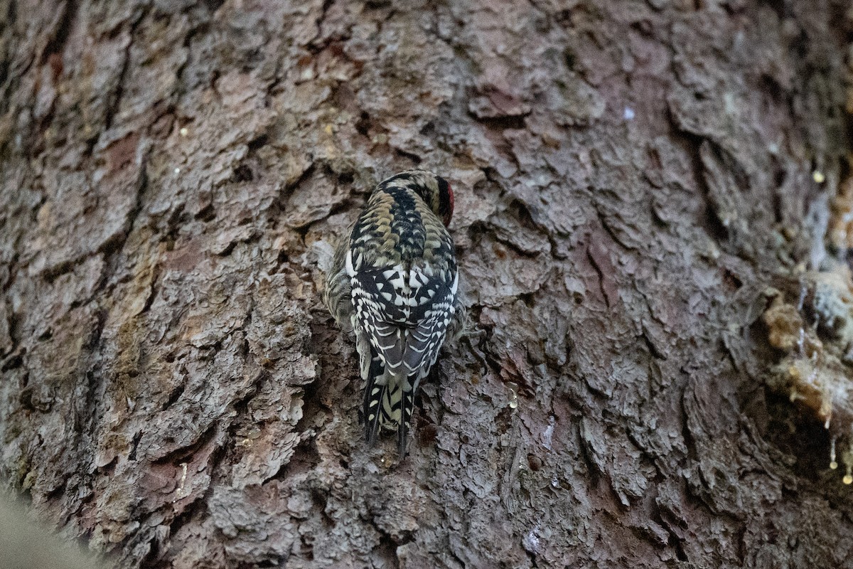 Yellow-bellied Sapsucker - ML644086825