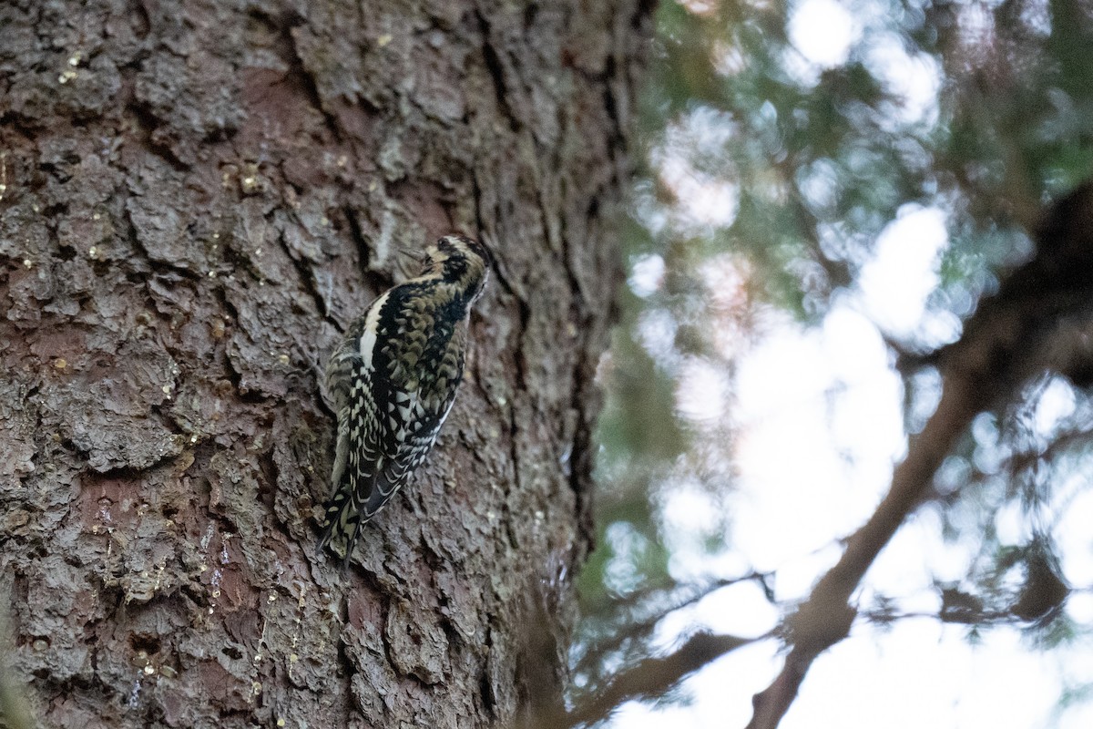 Yellow-bellied Sapsucker - ML644086826