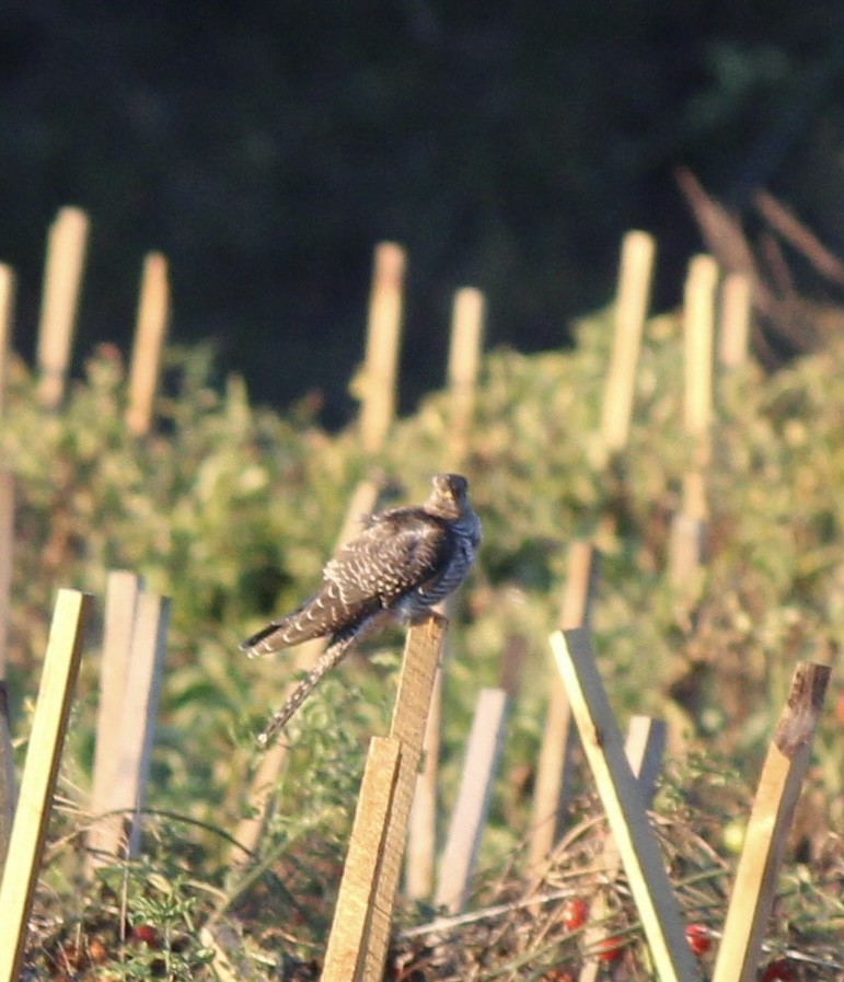 Common Cuckoo - ML644086833