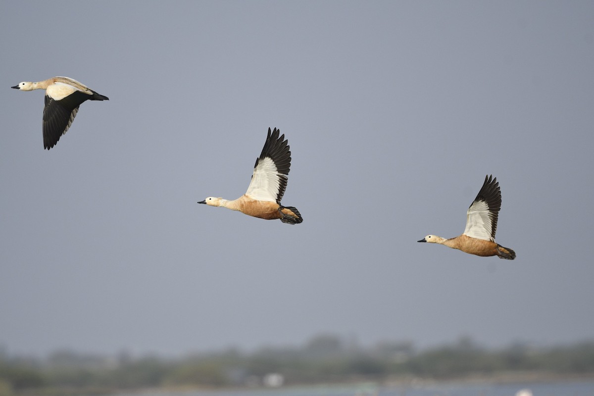 Ruddy Shelduck - ML644086837