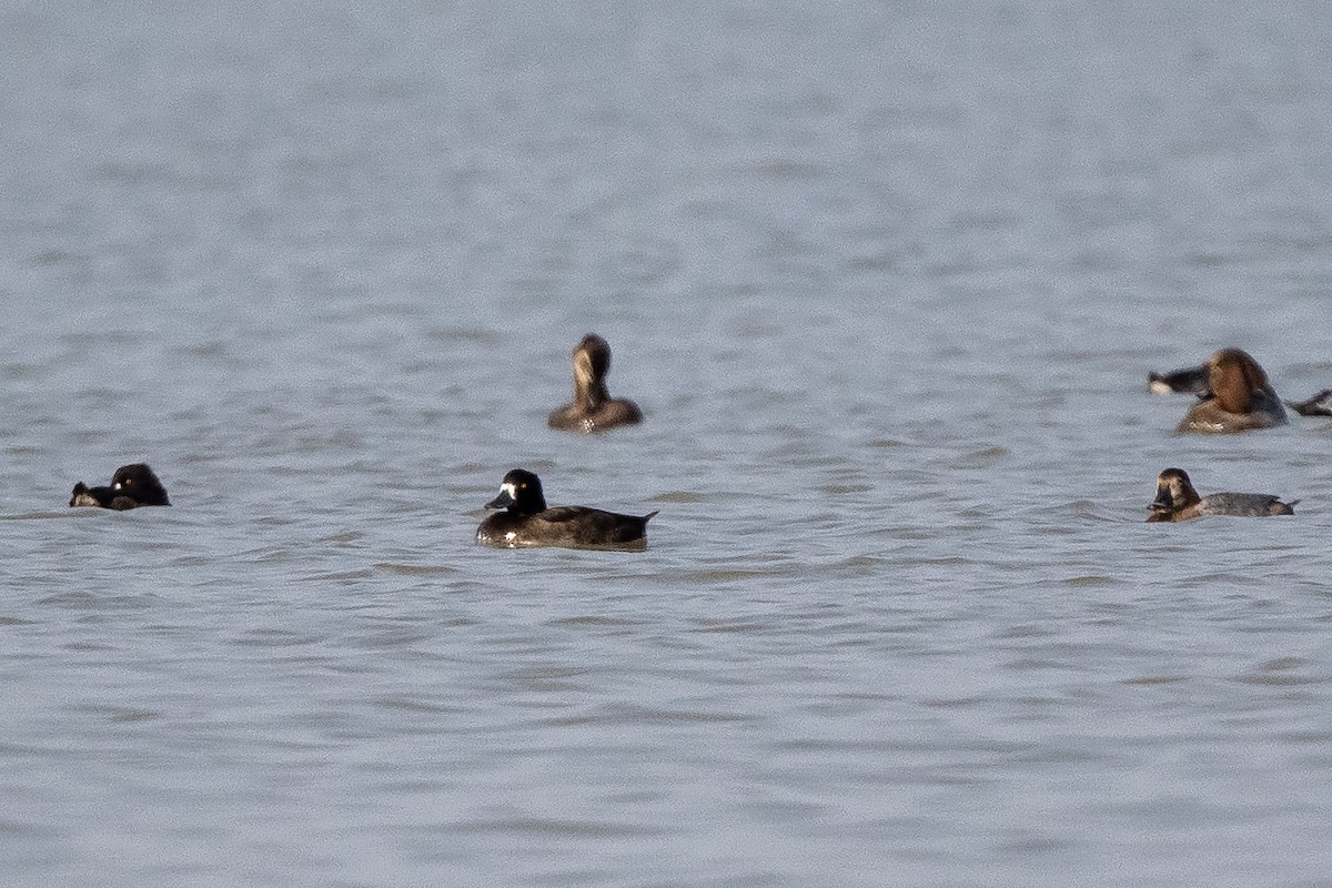 Tufted Duck - ML644086846