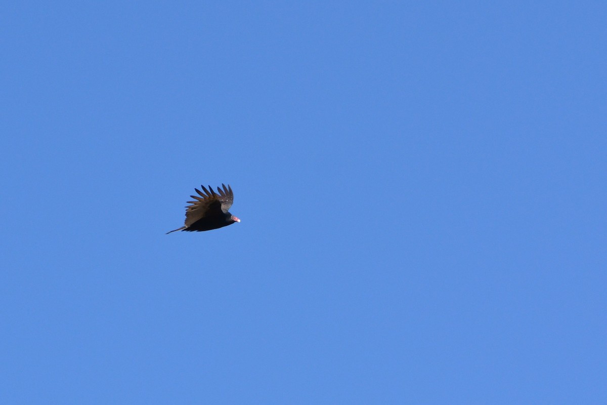 Turkey Vulture - ML644086858
