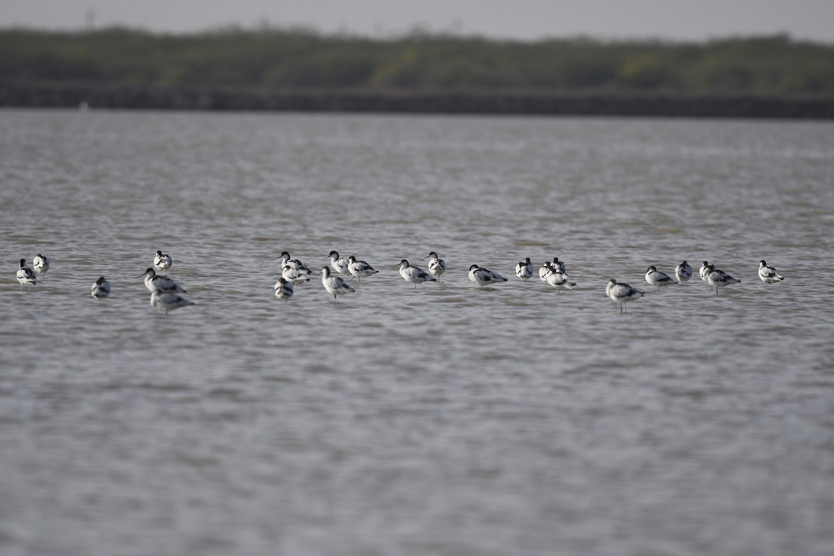 Pied Avocet - ML644086861