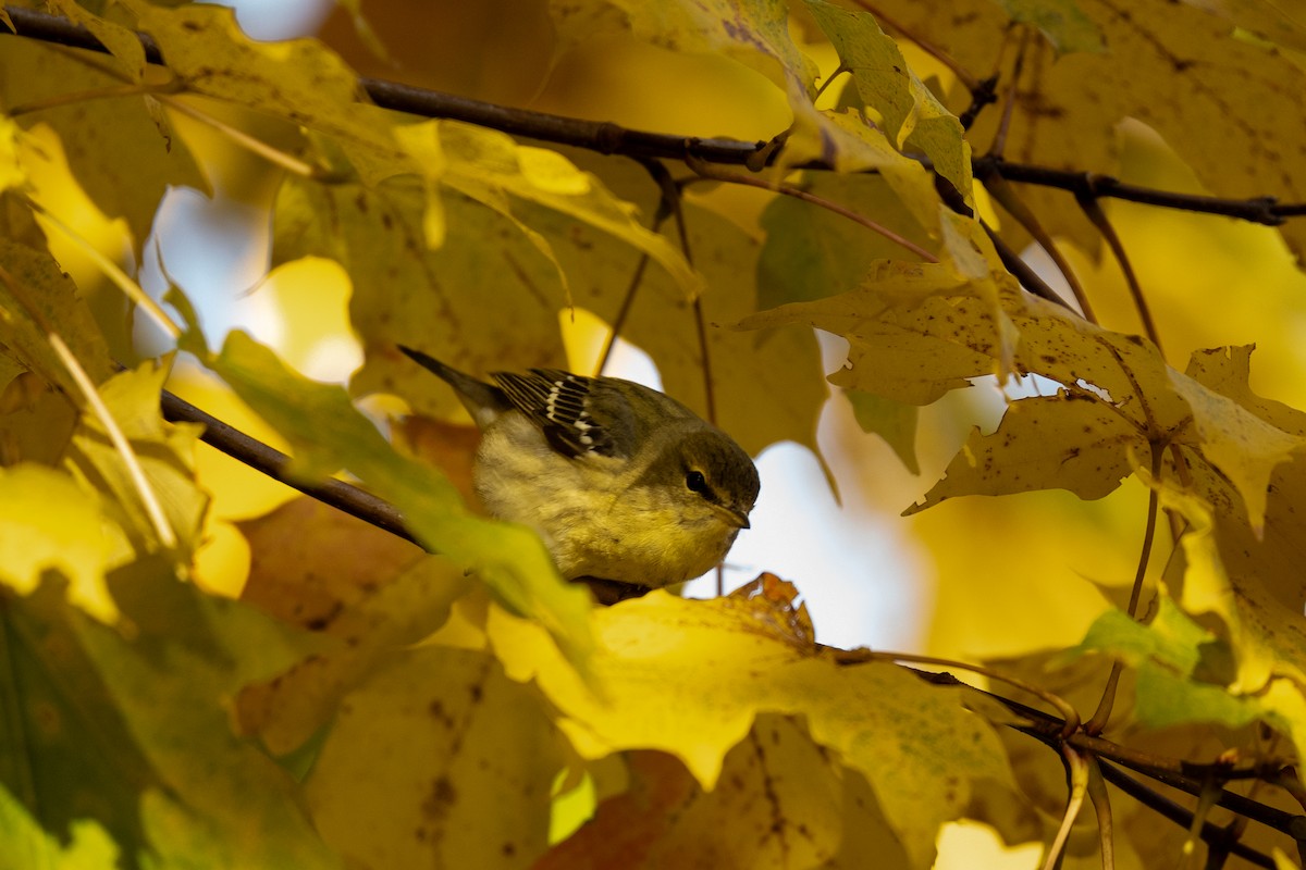 Blackpoll Warbler - ML644086863
