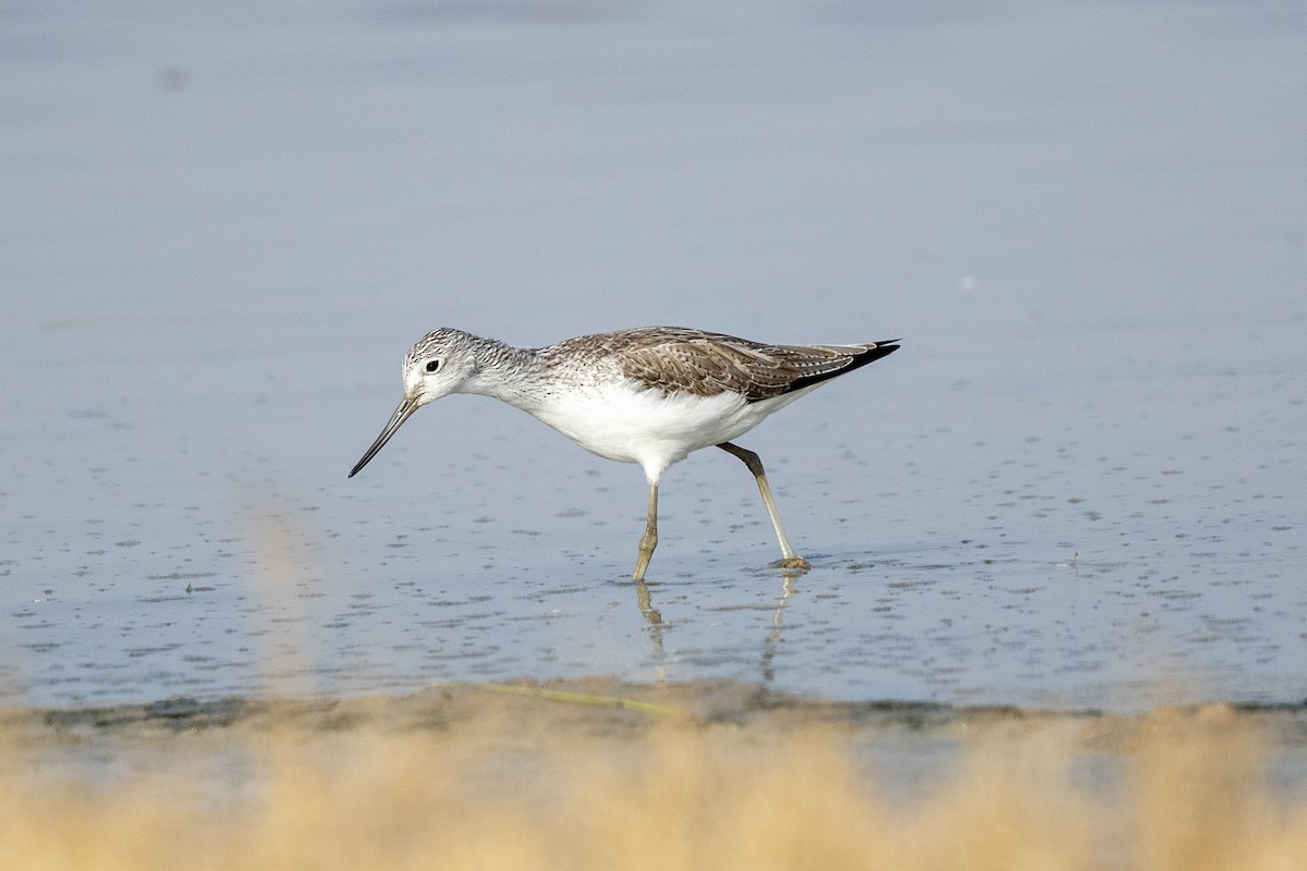 Common Greenshank - ML644086868
