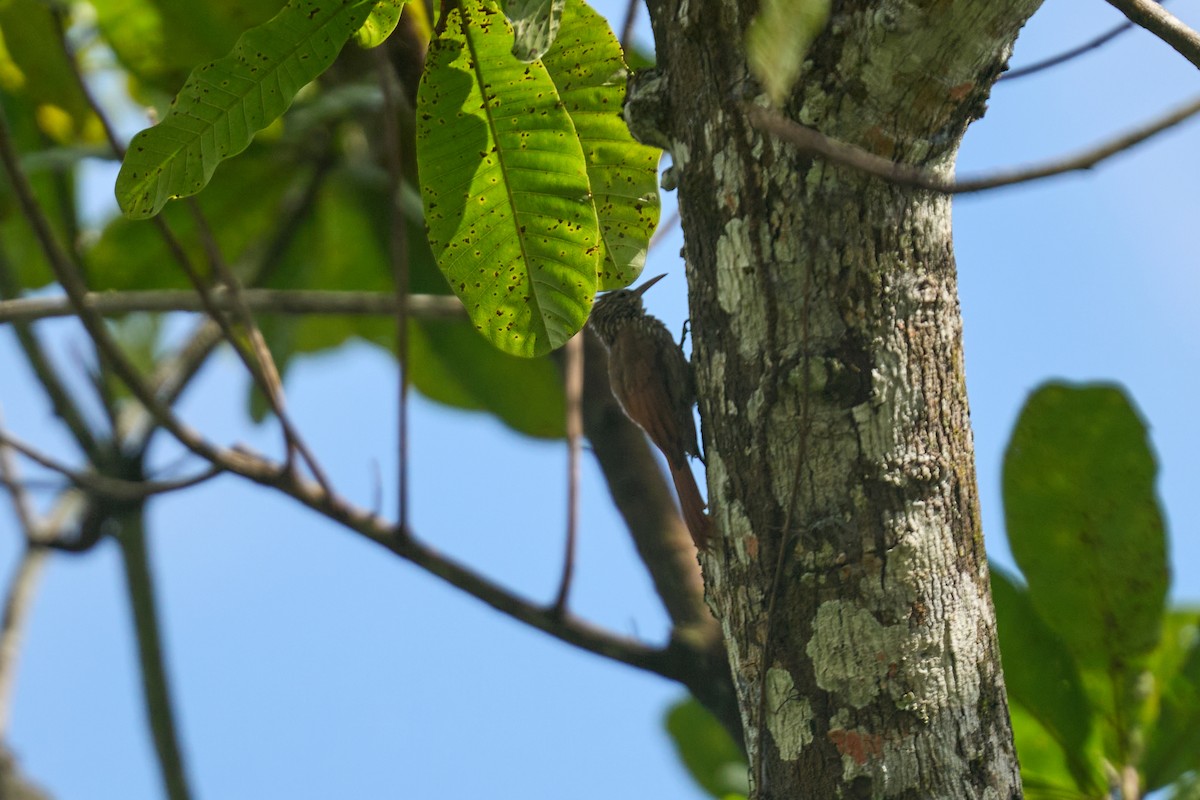 Streak-headed Woodcreeper - ML644086869