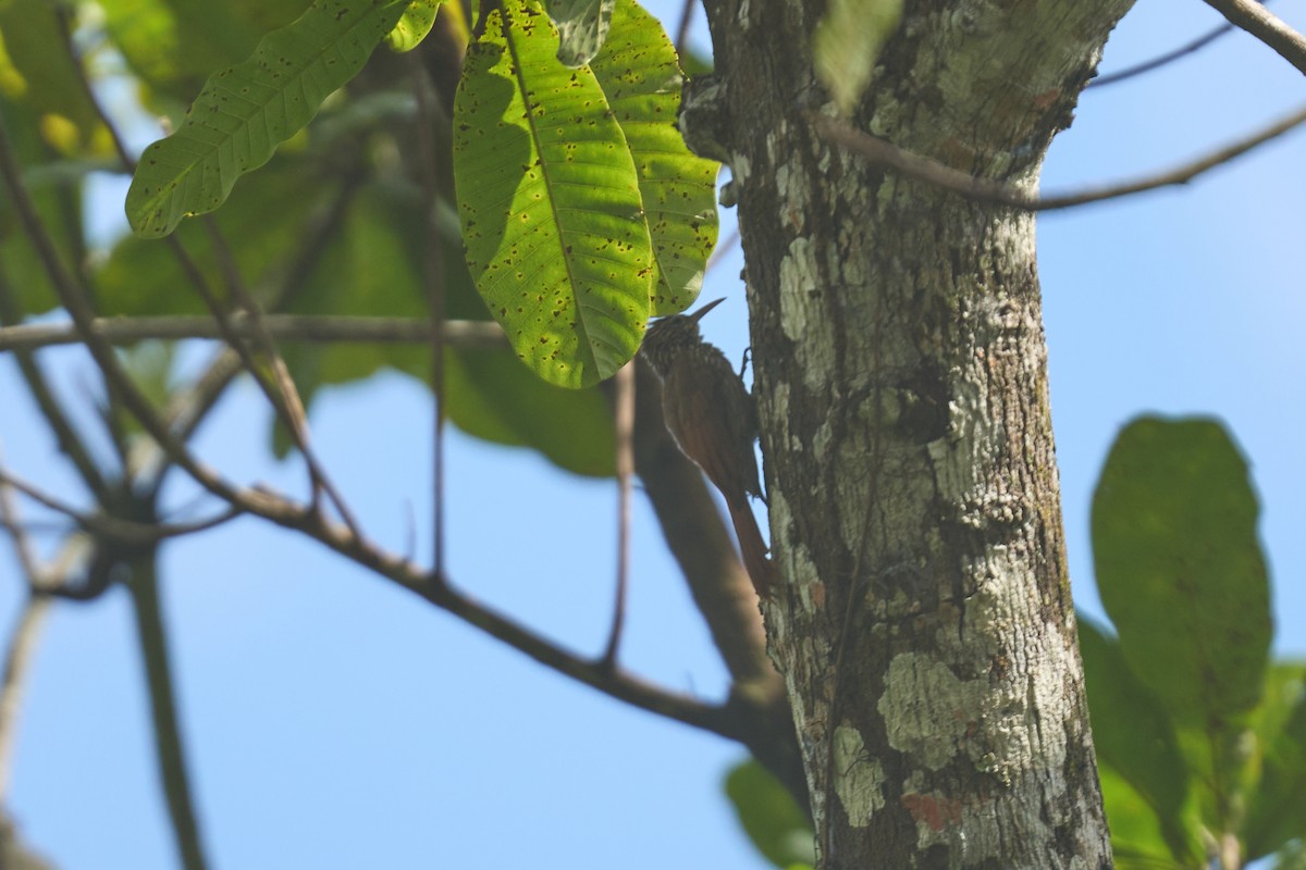 Streak-headed Woodcreeper - ML644086870