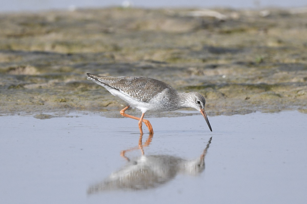 Common Redshank - ML644086871