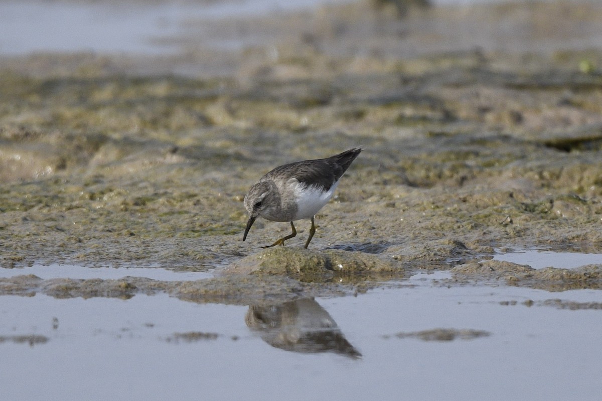 Temminck's Stint - ML644086882