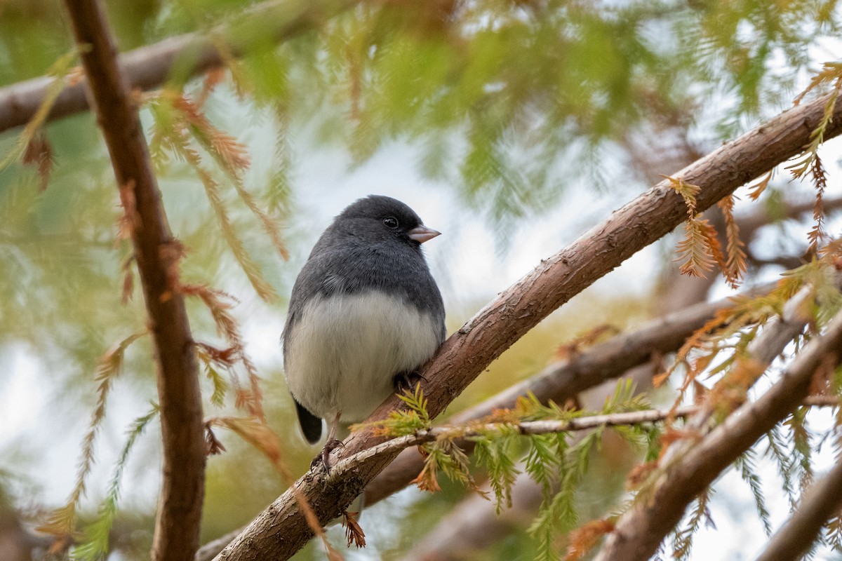 Dark-eyed Junco - ML644086887