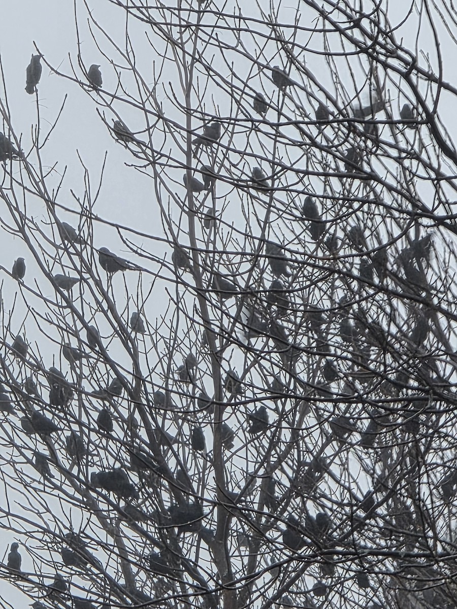 Common Grackle - ML644086888