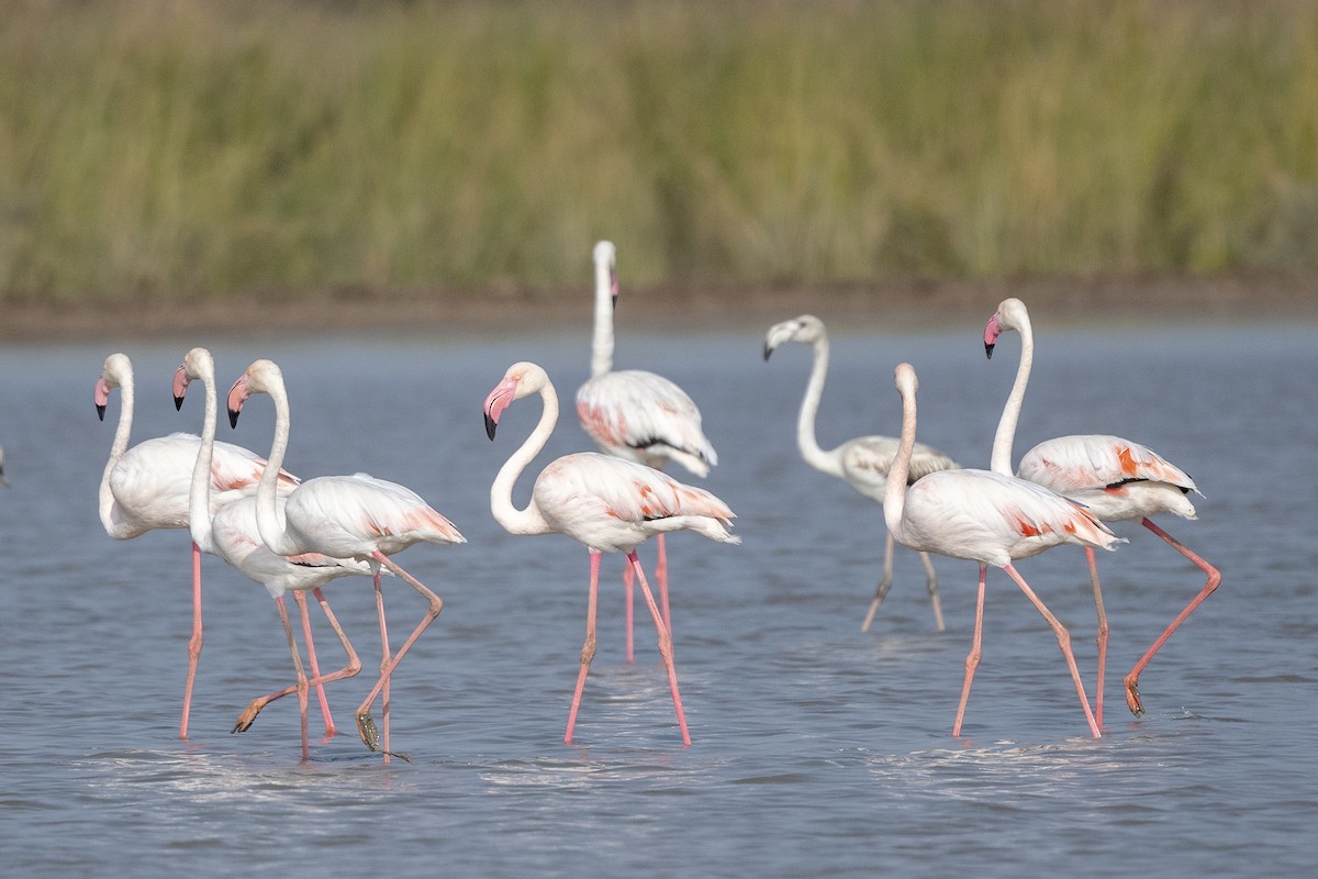 Greater Flamingo - ML644086890