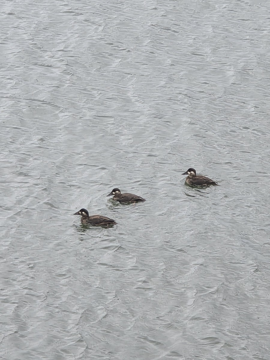 Surf Scoter - ML644086891