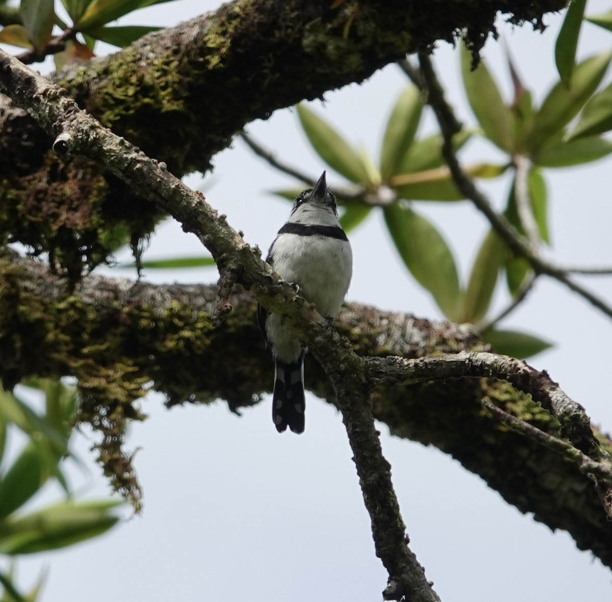 シロクロオオガシラ - ML644086903