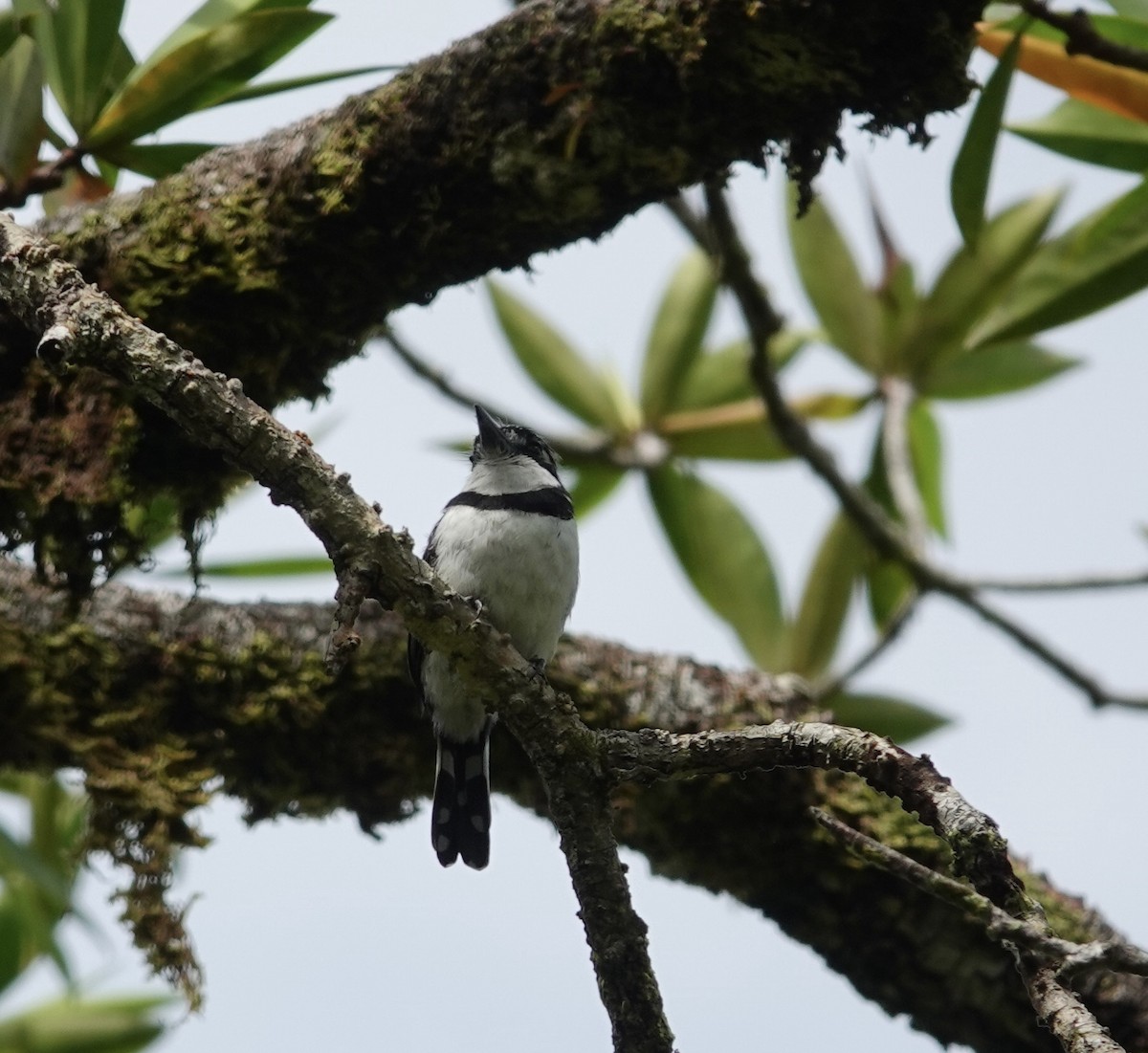 シロクロオオガシラ - ML644086904