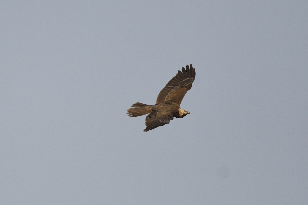 Western Marsh Harrier - ML644086907