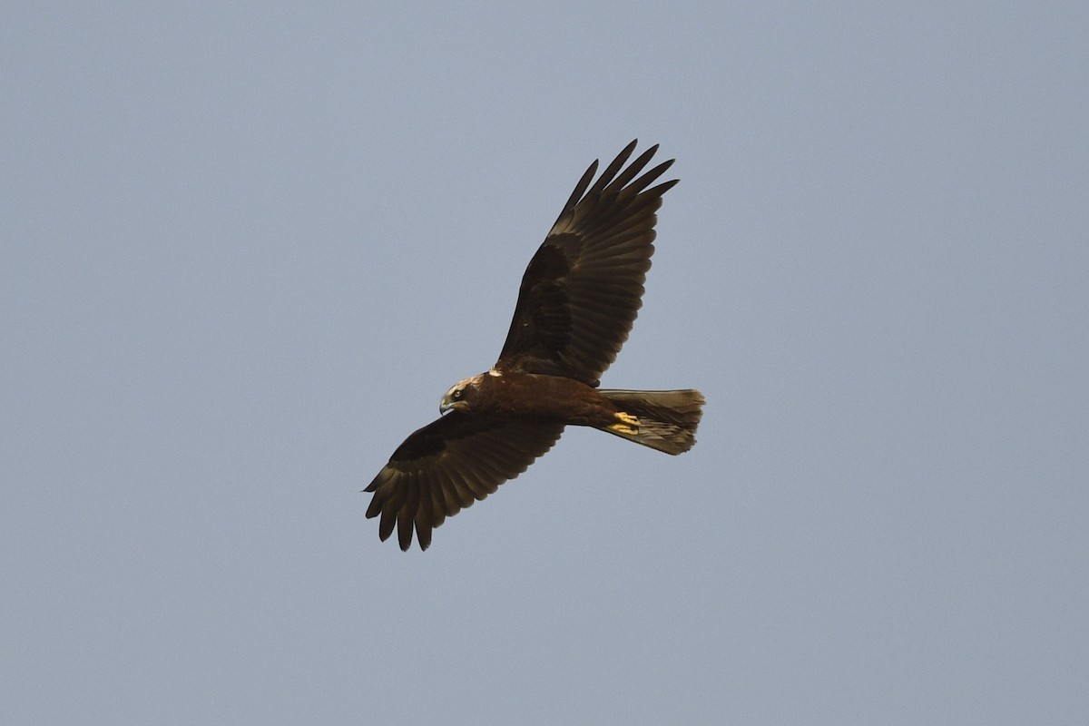 Western Marsh Harrier - ML644086908