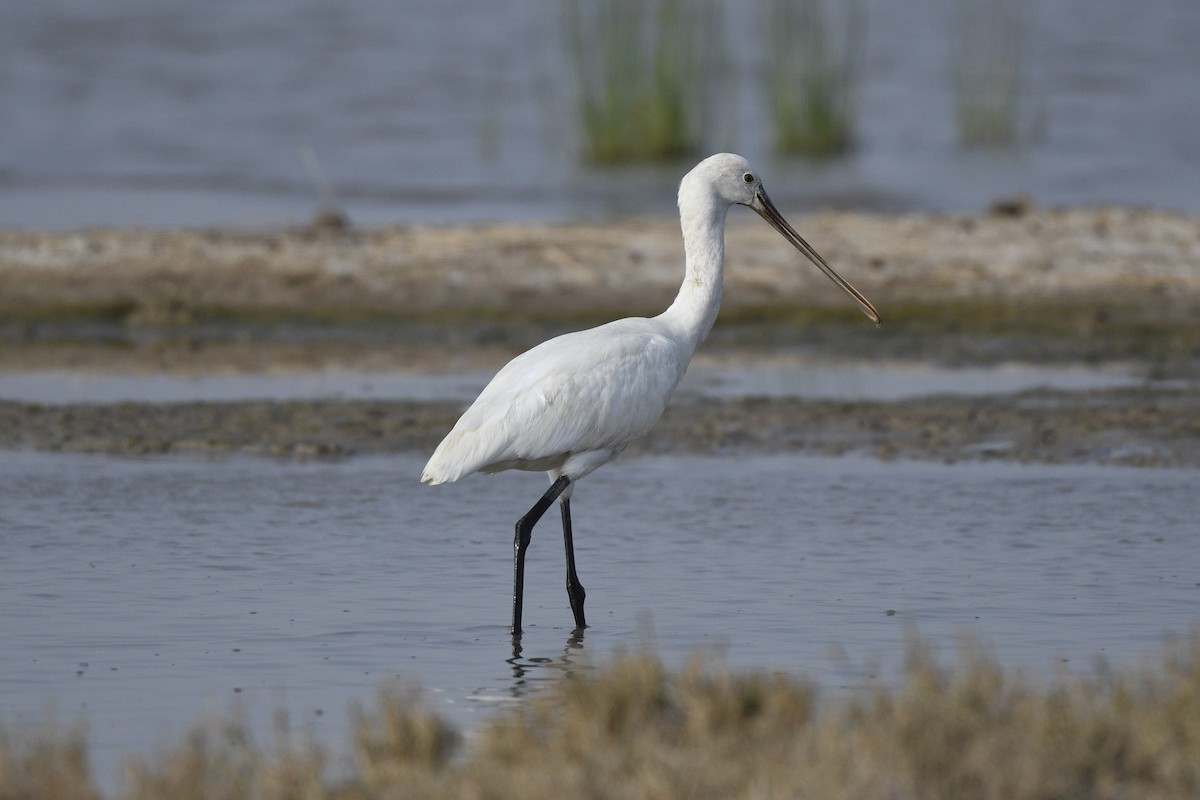 Eurasian Spoonbill - ML644086912
