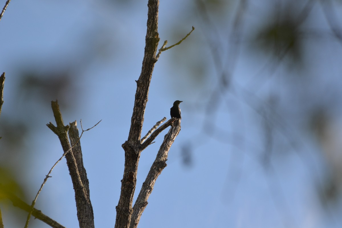 American Crow - ML644086917