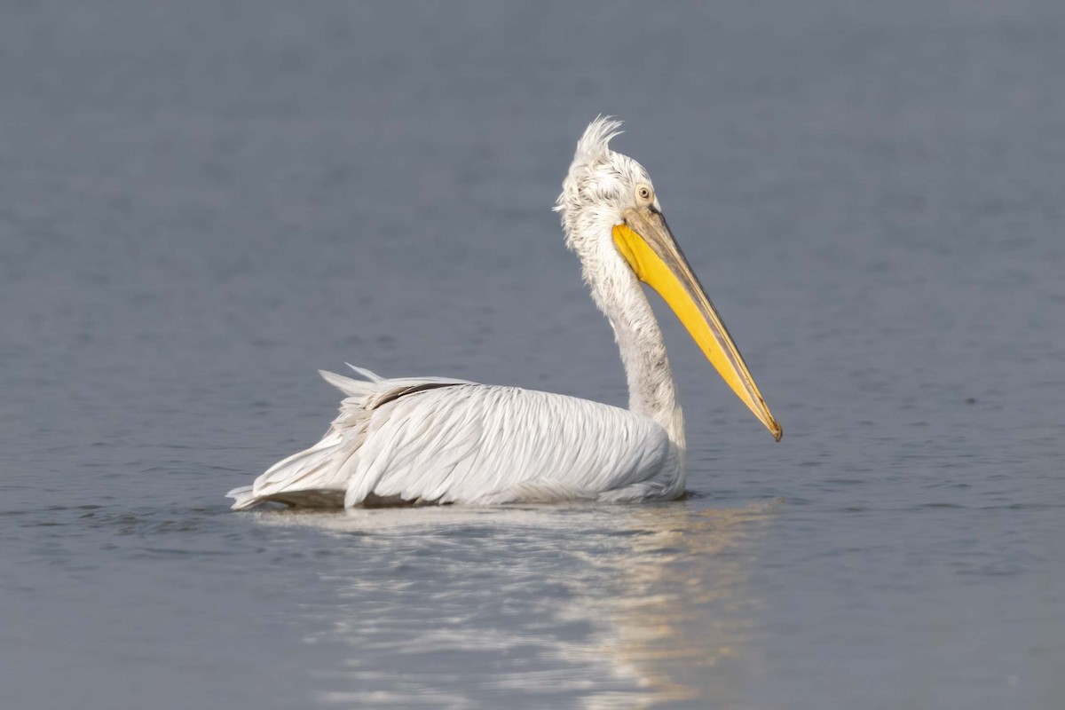 Dalmatian Pelican - ML644086922