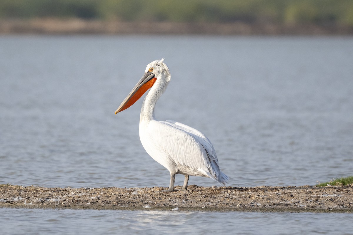 Dalmatian Pelican - ML644086923