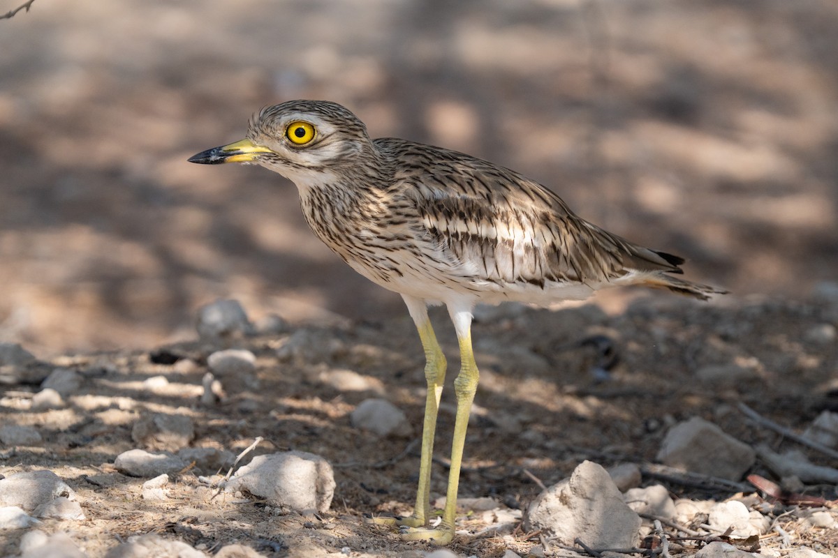 イシチドリ - ML644086926