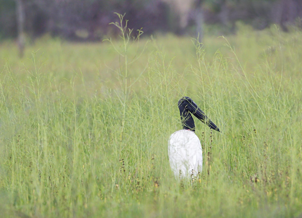 Jabiru - ML644086934