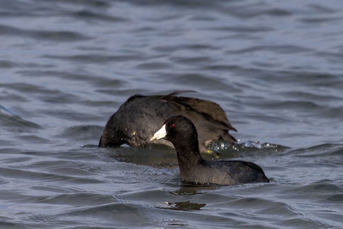 American Coot - ML644086936