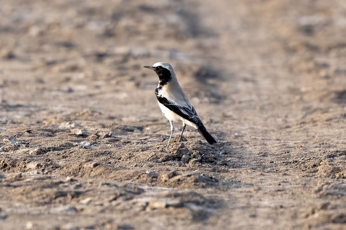 Desert Wheatear - ML644086938