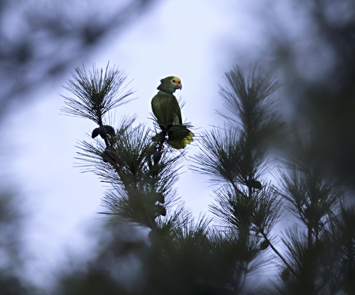 キガシラボウシインコ - ML644086942