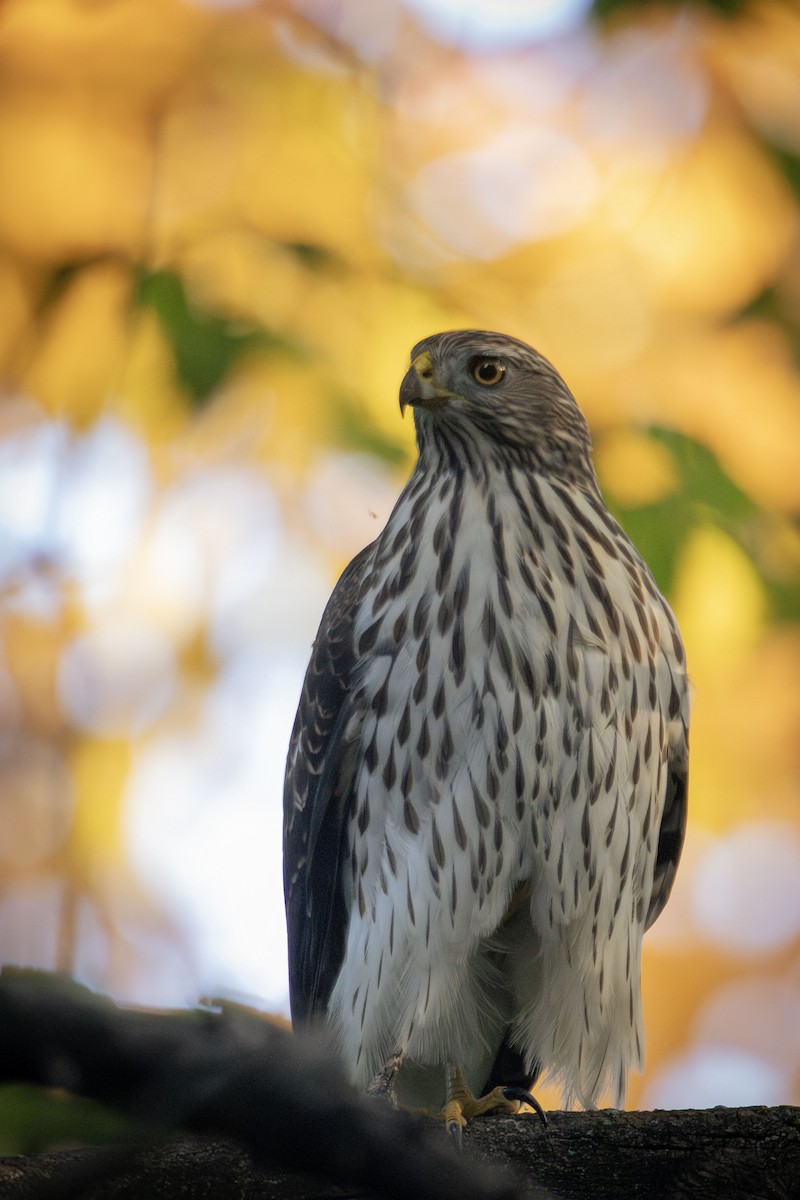 Cooper's Hawk - ML644086947