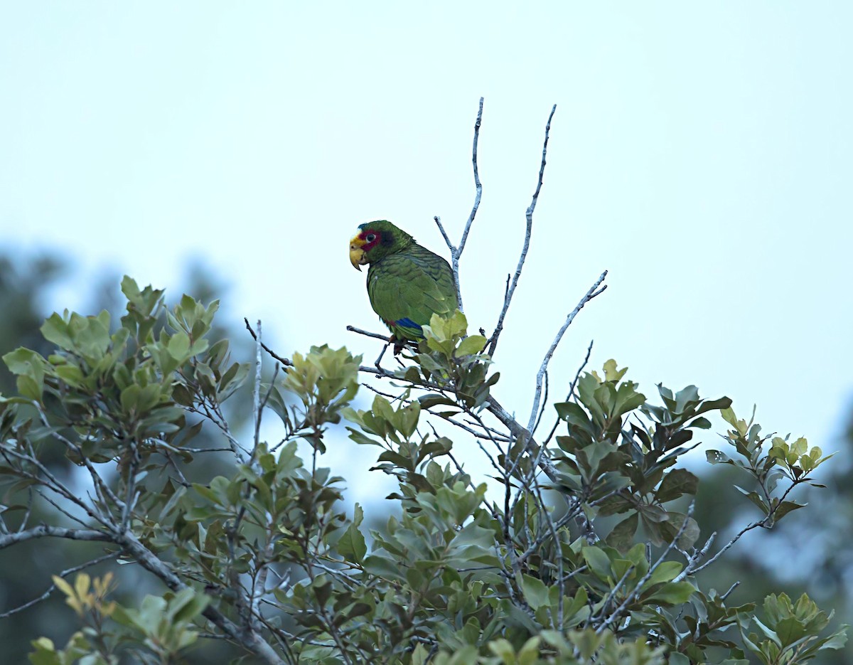 Yellow-lored Amazon - ML644086949