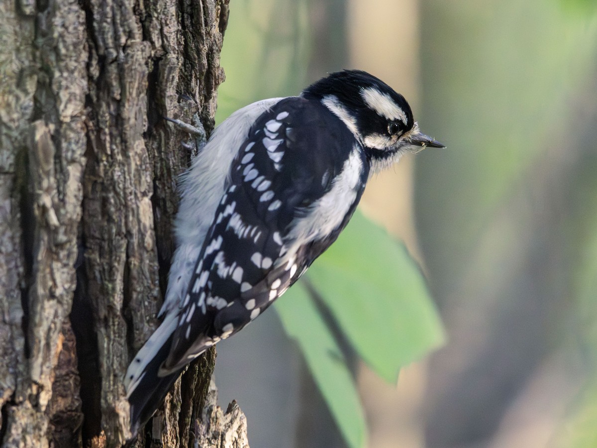 Downy Woodpecker - ML644086962