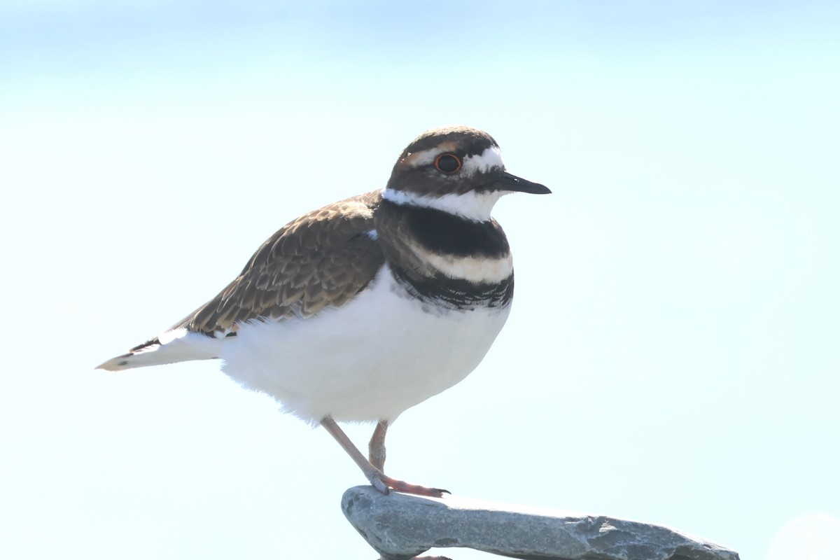 Killdeer - ML644086964