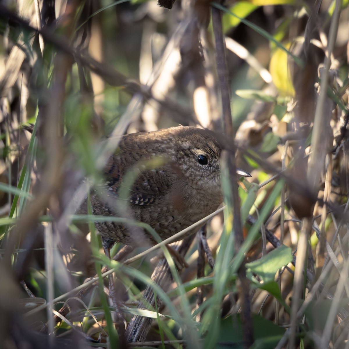 Winter Wren - ML644086966