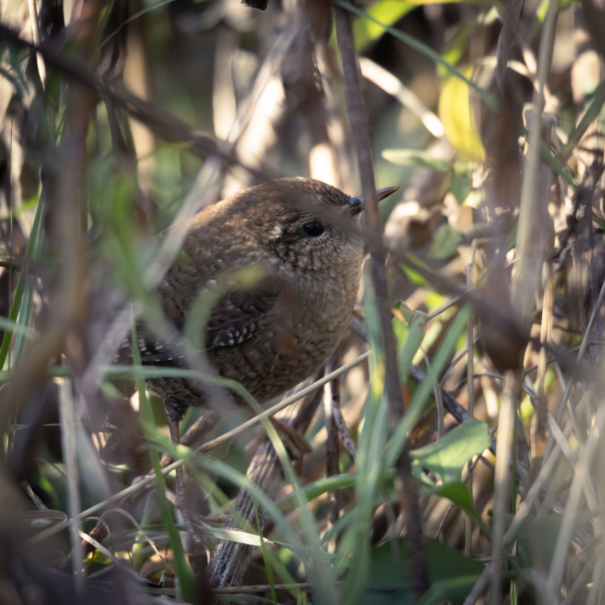 Winter Wren - ML644086967