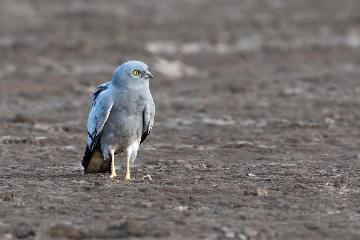Montagu's Harrier - ML644086968