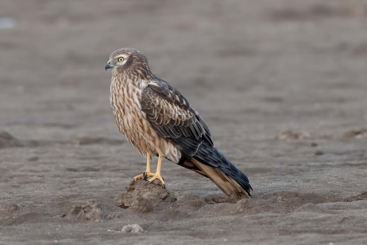 Pallid Harrier - ML644086971