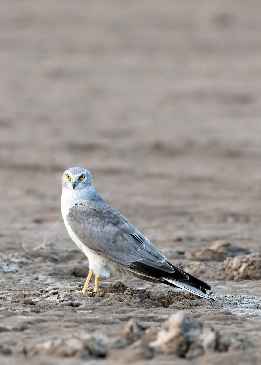 Pallid Harrier - ML644086972
