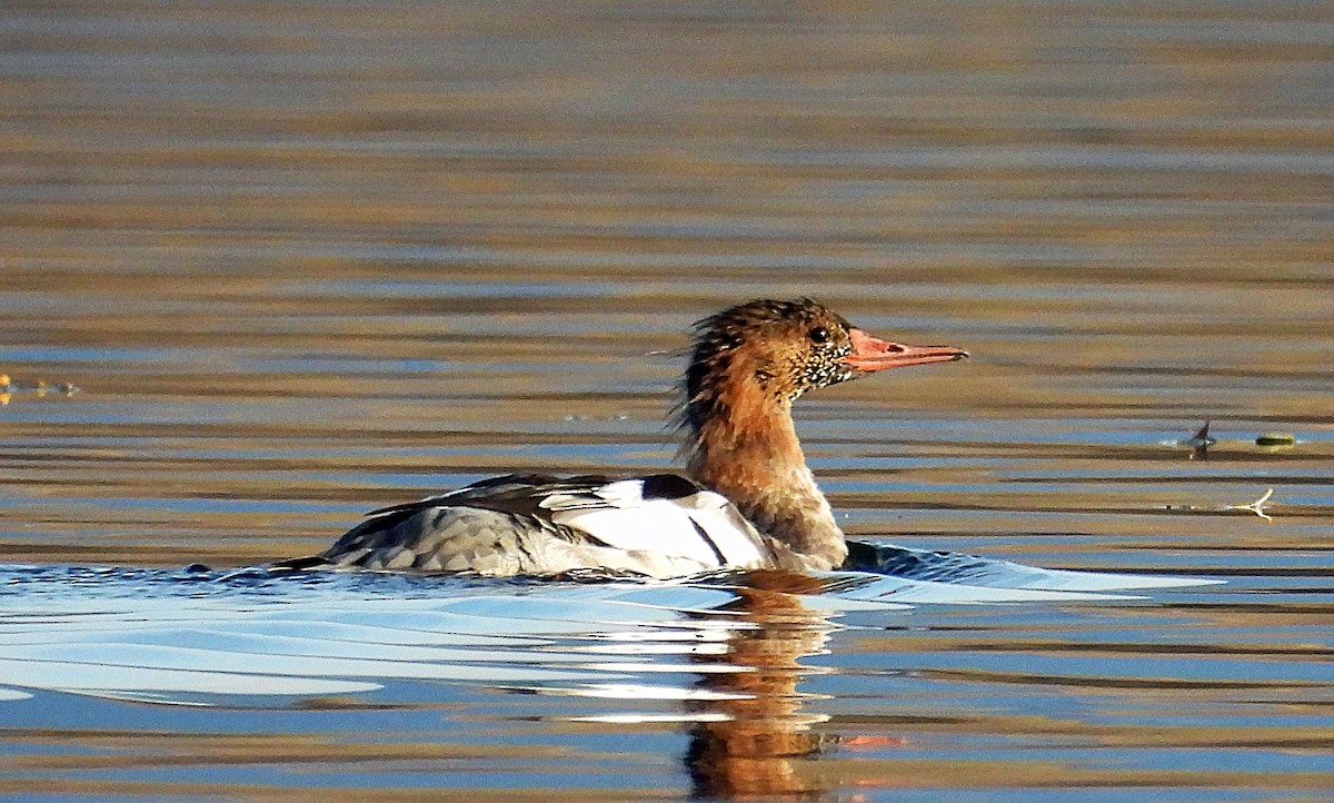 Common Merganser - ML644086976