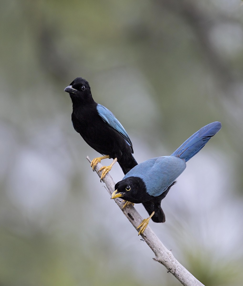 Yucatan Jay - ML644086980