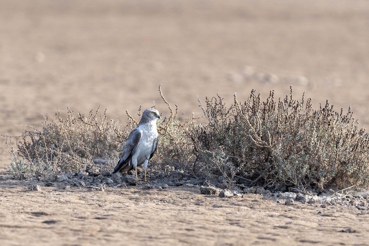 Pallid Harrier - ML644086981