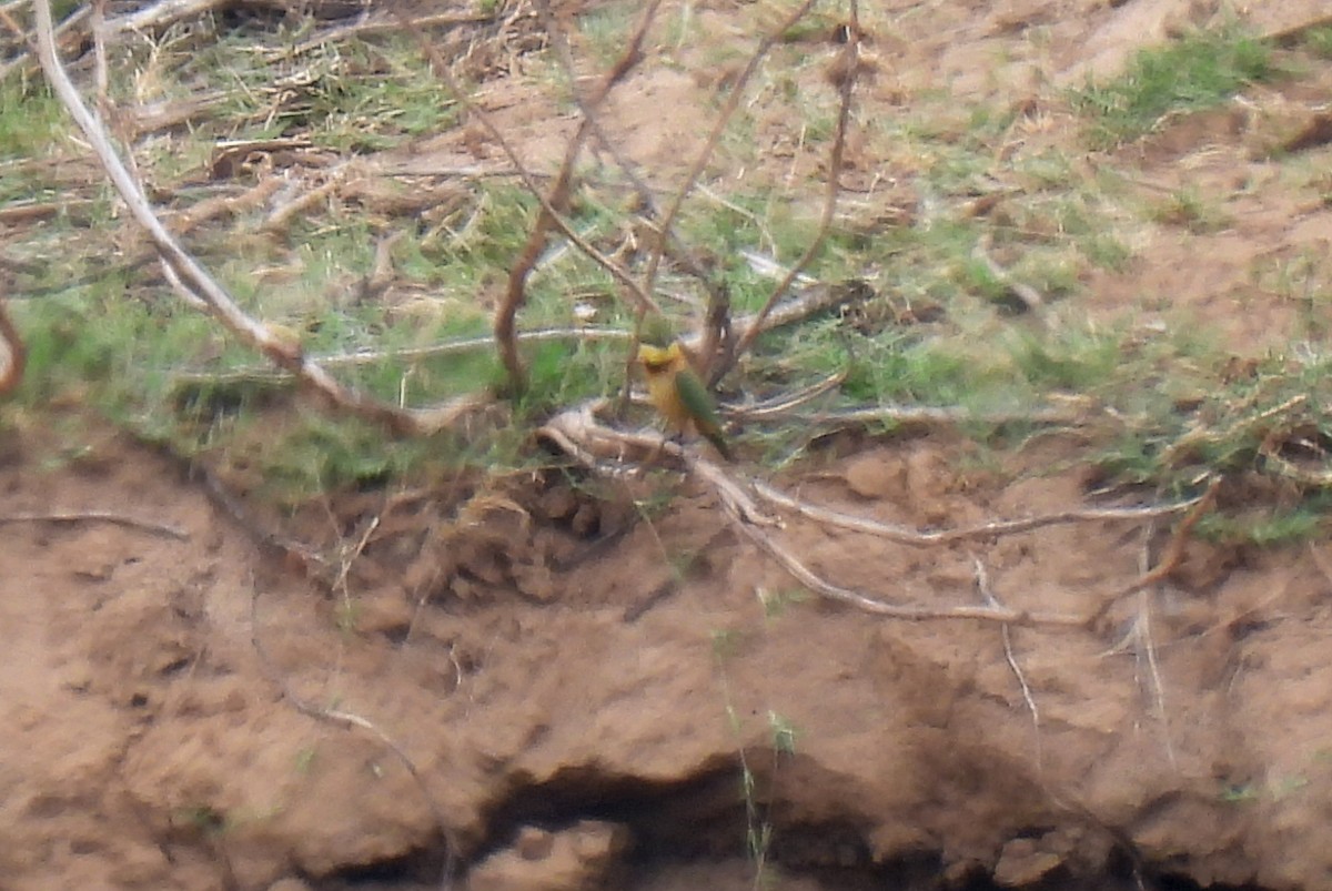 Бджолоїдка карликова - ML644086982