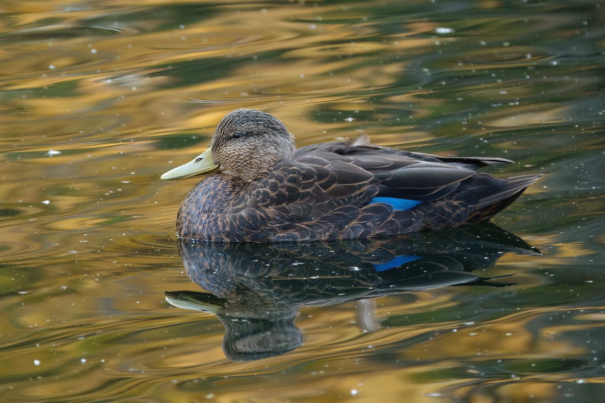 American Black Duck - ML644086991