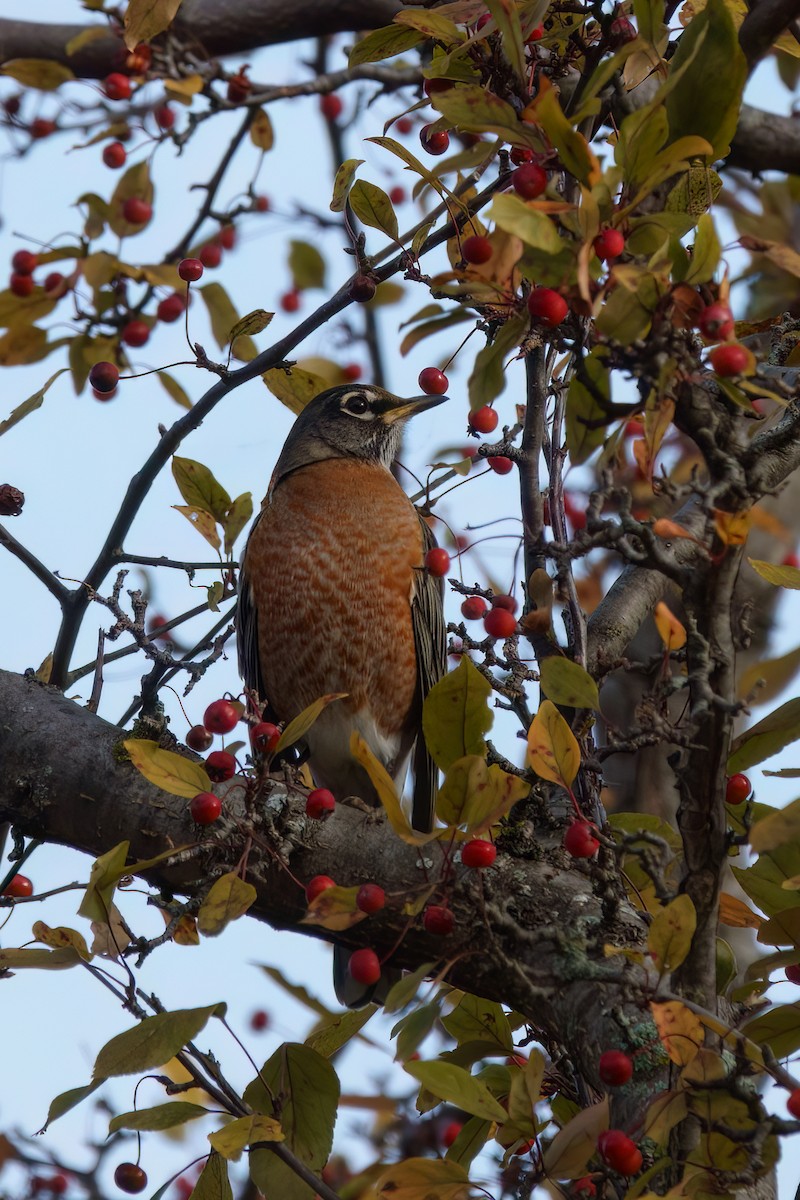 American Robin - ML644086993