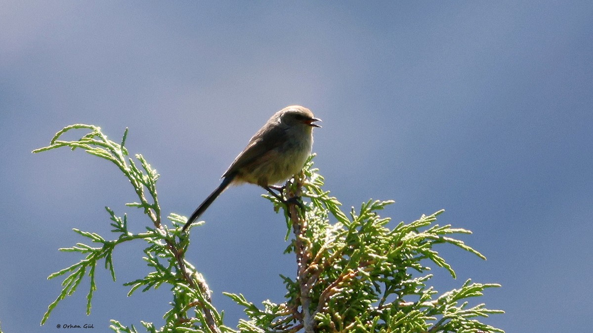 Сікорчик тибетський - ML644086994