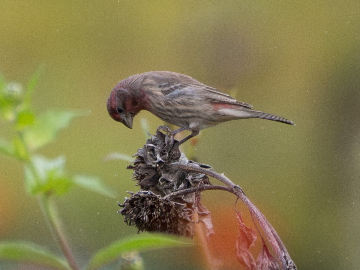 House Finch - ML644086997